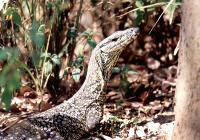 Queensland Lizard 2001